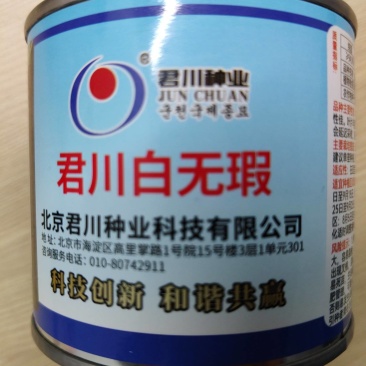 君川白无暇板叶白萝卜种子