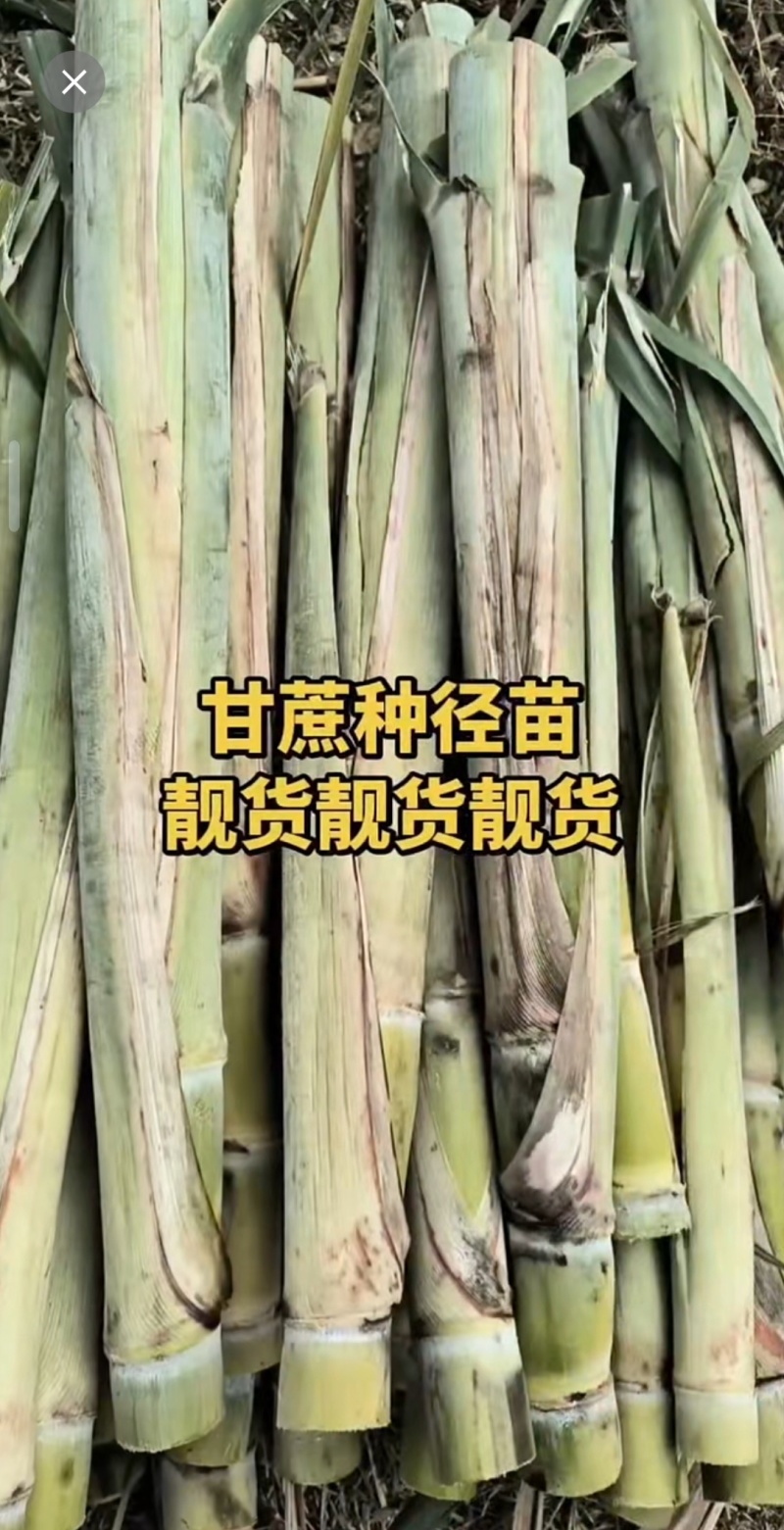 黄金甘蔗种苗，成品3米以上，8斤左右重，节长