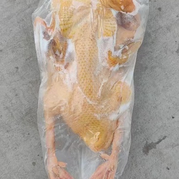 东北大白鹅，白条鹅还有烤鹅及鹅产品卤制品