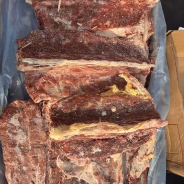 带排多肉羊蝎子