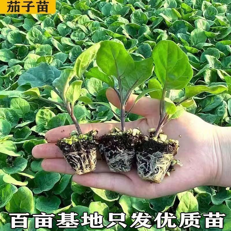 茄子秧苗