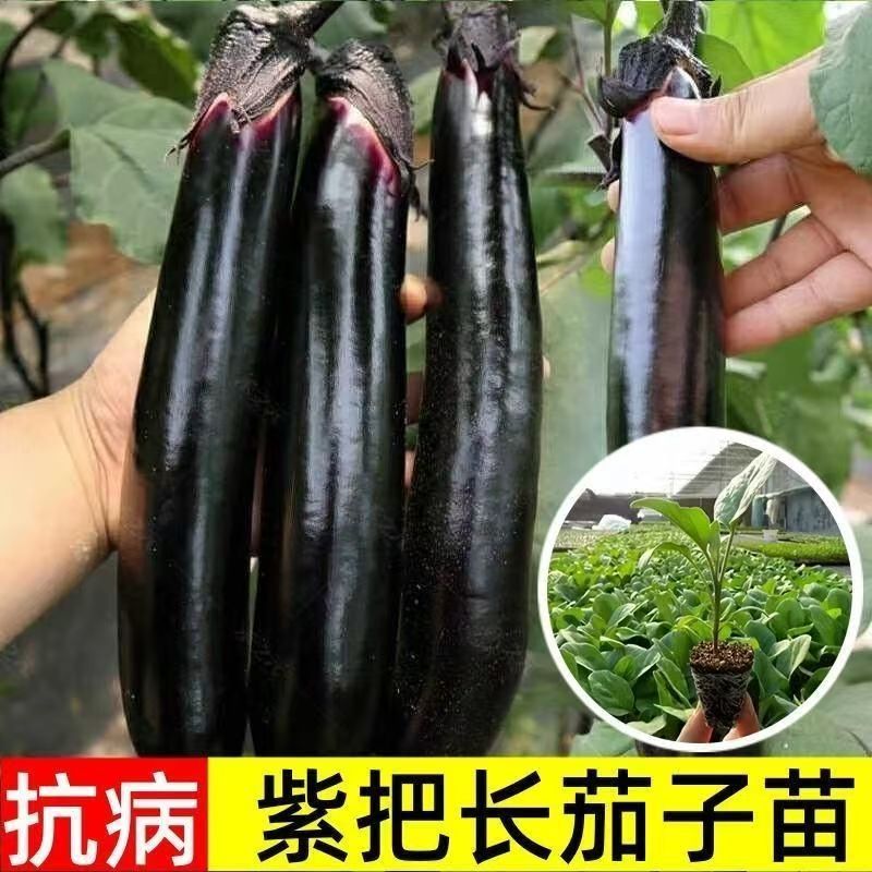 茄子秧苗