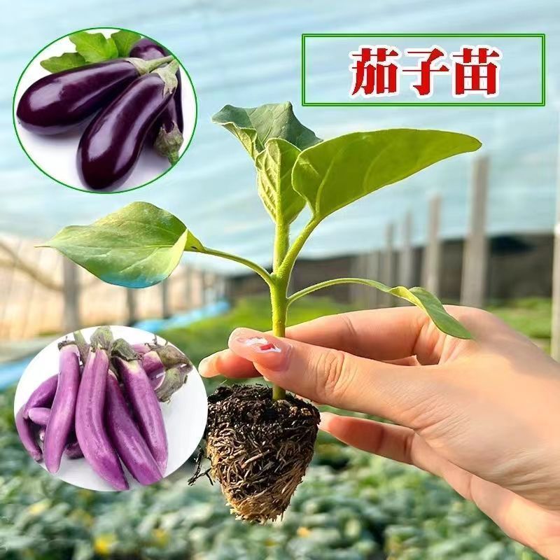 茄子秧苗