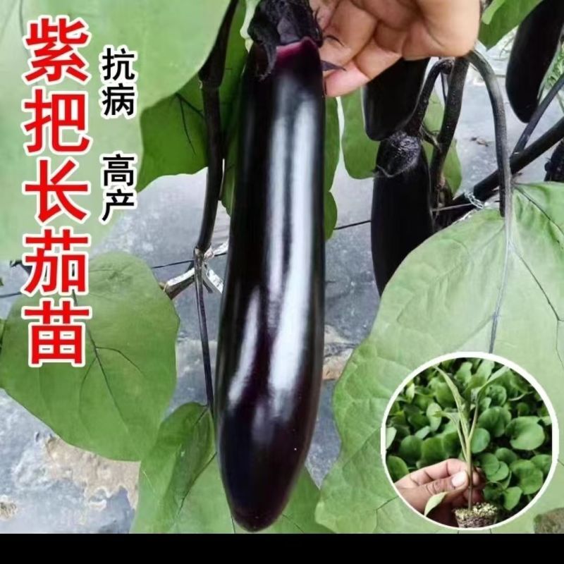 茄子秧苗