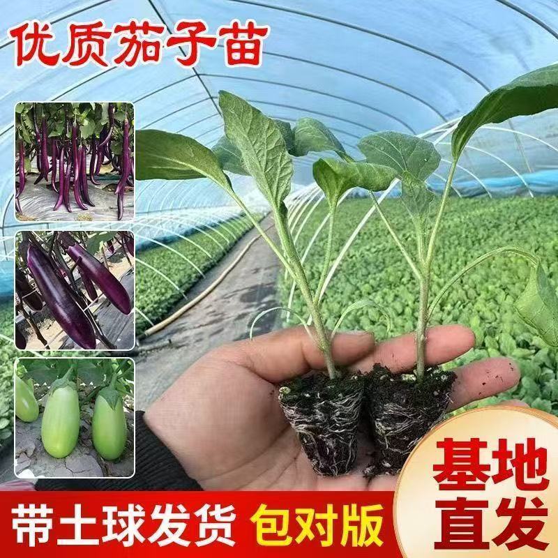 茄子秧苗