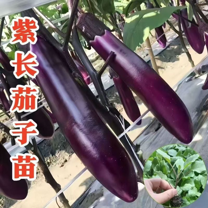 茄子秧苗