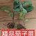 茄子秧苗