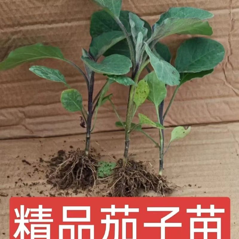 茄子秧苗