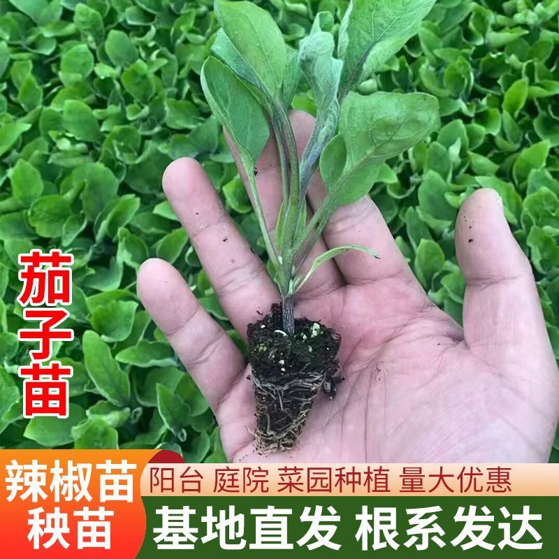 茄子秧苗
