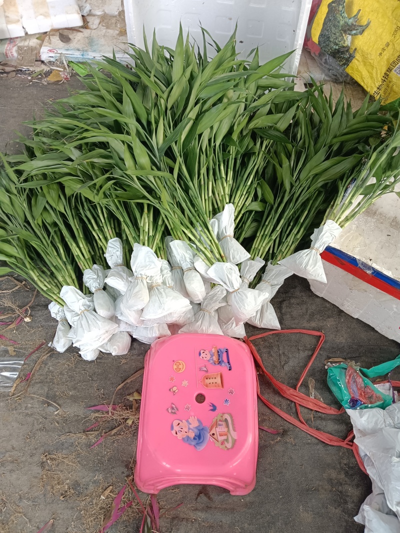 批发富贵竹
