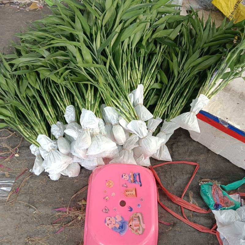 批发富贵竹