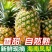 云南凤梨产地直发大量现货供应保证质量电商一件代发