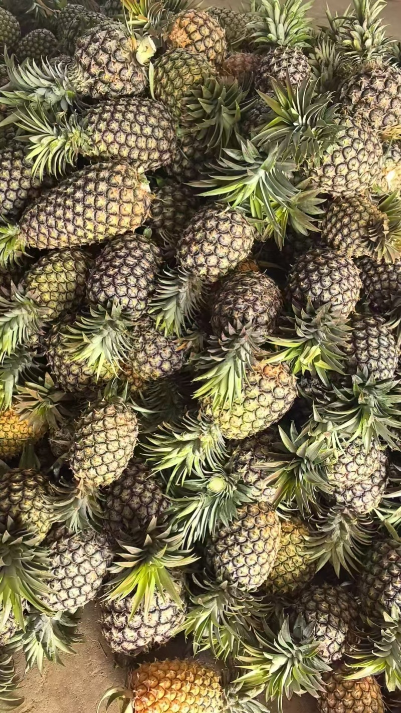 云南凤梨产地直发大量现货供应保证质量电商一件代发