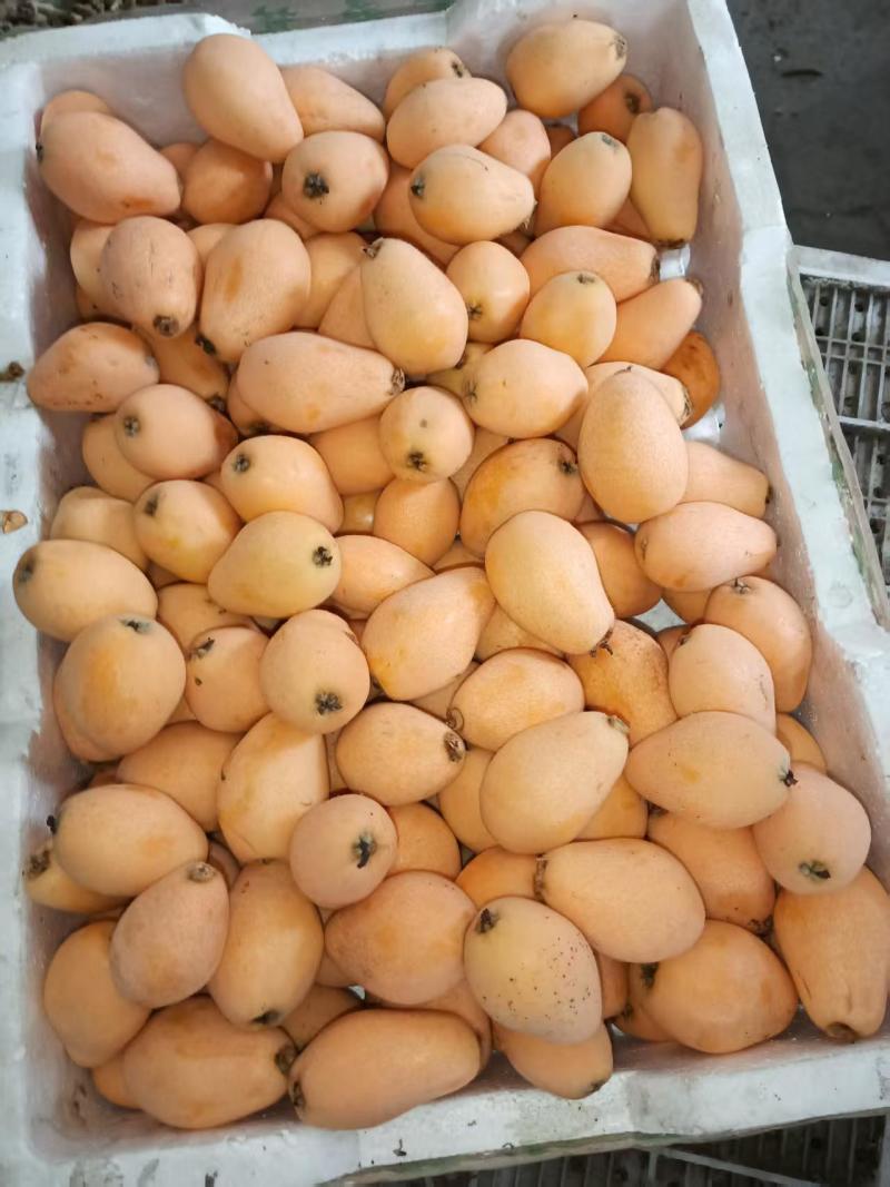 四川德昌***枇杷