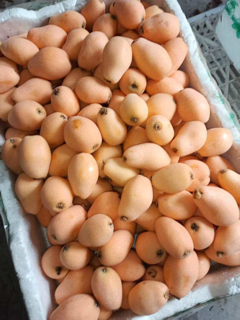 四川德昌***枇杷