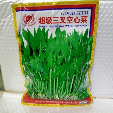 三叉空心菜种子叶片大梗粗淡青色旱地水地皆可种植基地用