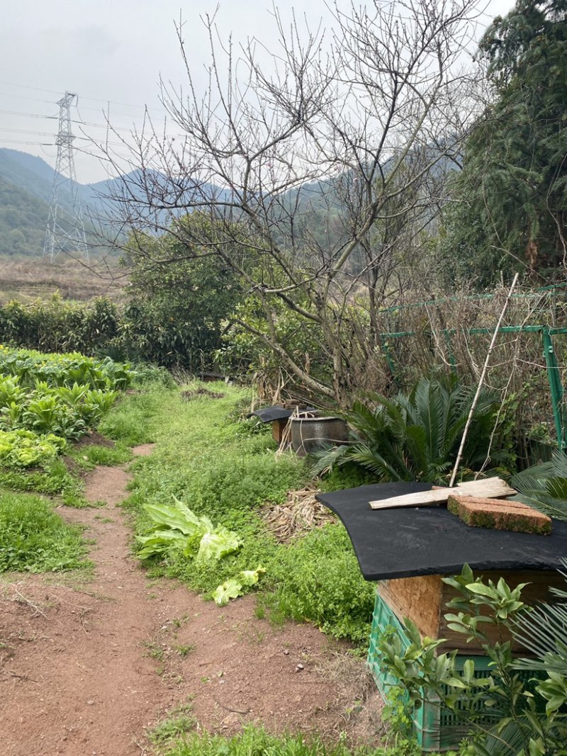 江西上饶铅山深山土蜂蜜农家自产百花蜜原蜜