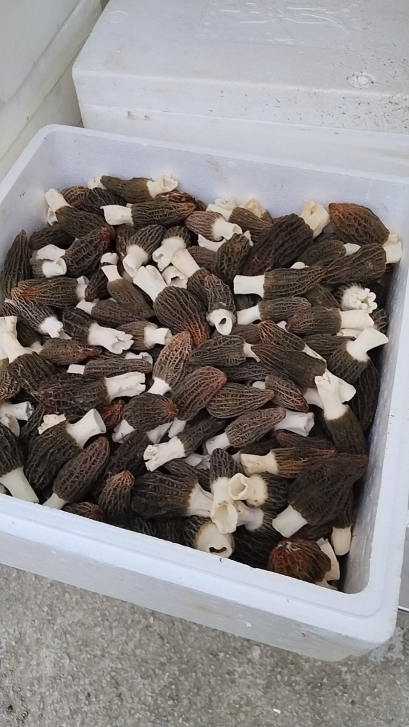 鲜羊肚菌