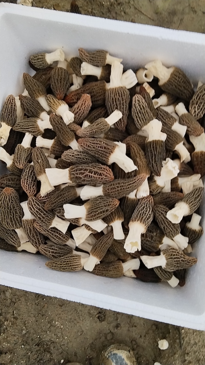 鲜羊肚菌