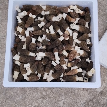 鲜羊肚菌
