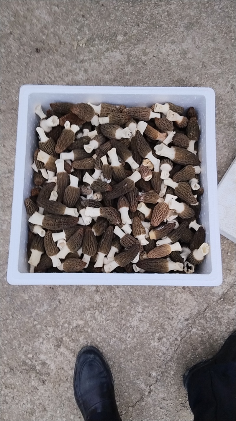 鲜羊肚菌