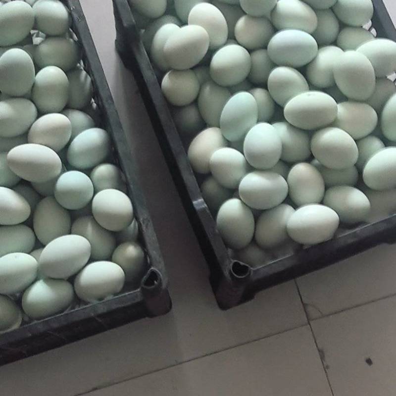 精品咸鸭蛋松花蛋