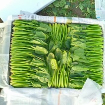 专业菠菜团队，大量现货16-21菠菜20-25菠菜