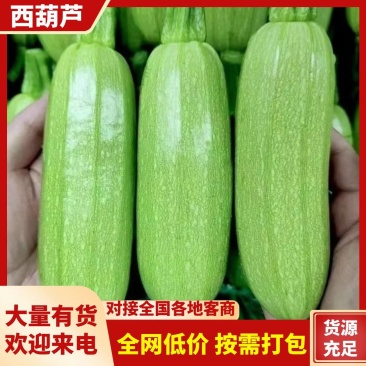 新鲜西葫芦产地直供现摘脆嫩量大价优基地批发