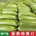 新鲜西葫芦产地直供现摘脆嫩量大价优基地批发