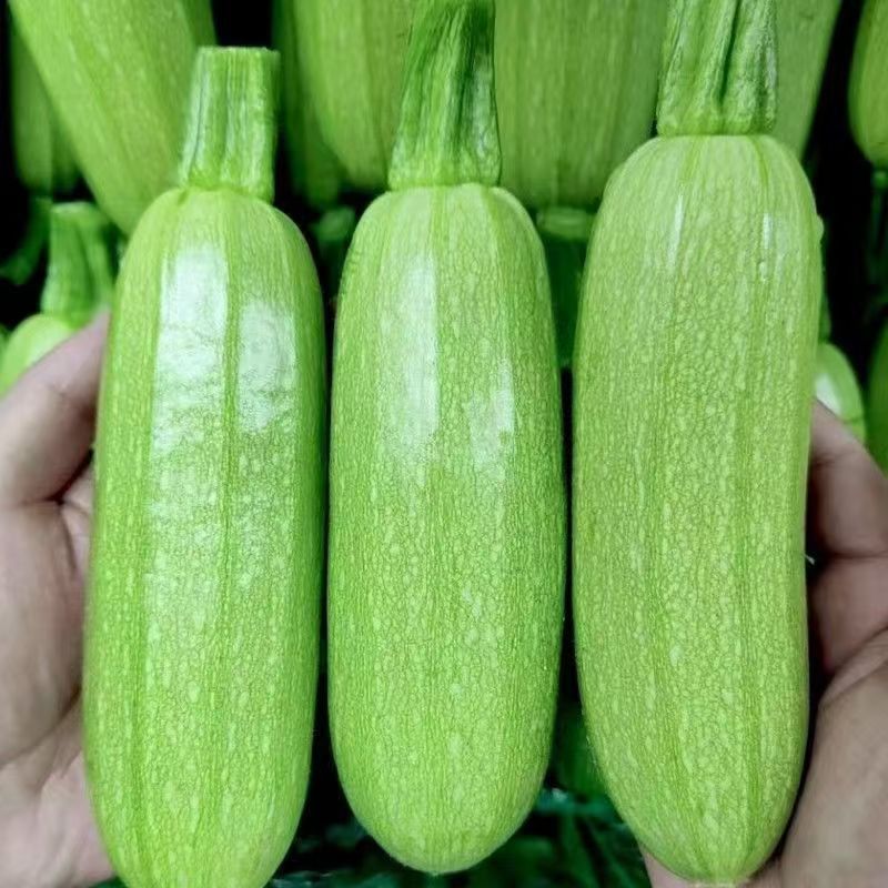 新鲜西葫芦产地直供现摘脆嫩量大价优基地批发