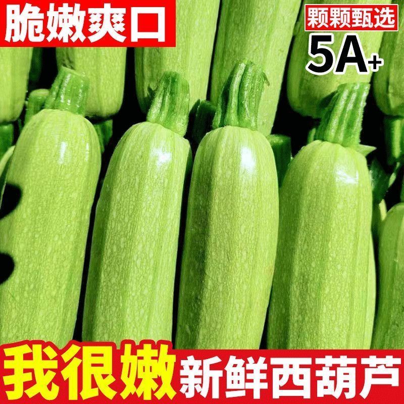 新鲜西葫芦产地直供现摘脆嫩量大价优基地批发