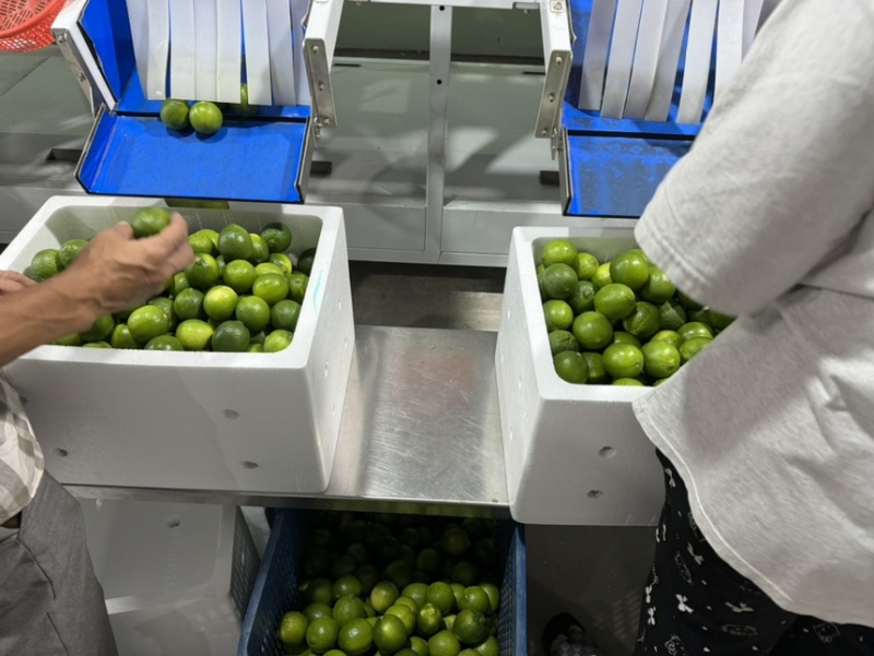 无子青柠、塔希提柠檬