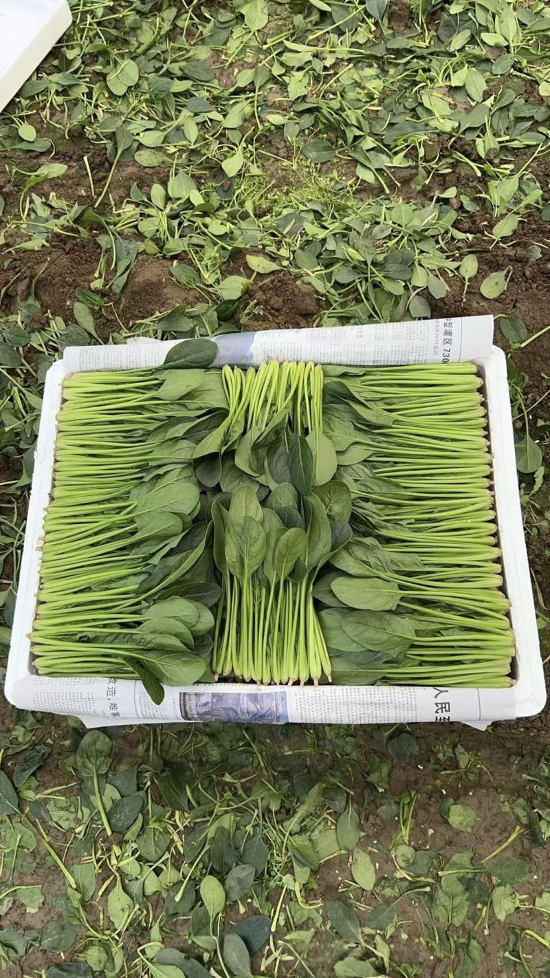 无公害菠菜万亩基地直供，质量保证，专业菠菜团队