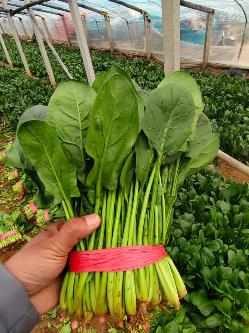 无公害菠菜万亩基地直供，质量保证，专业菠菜团队