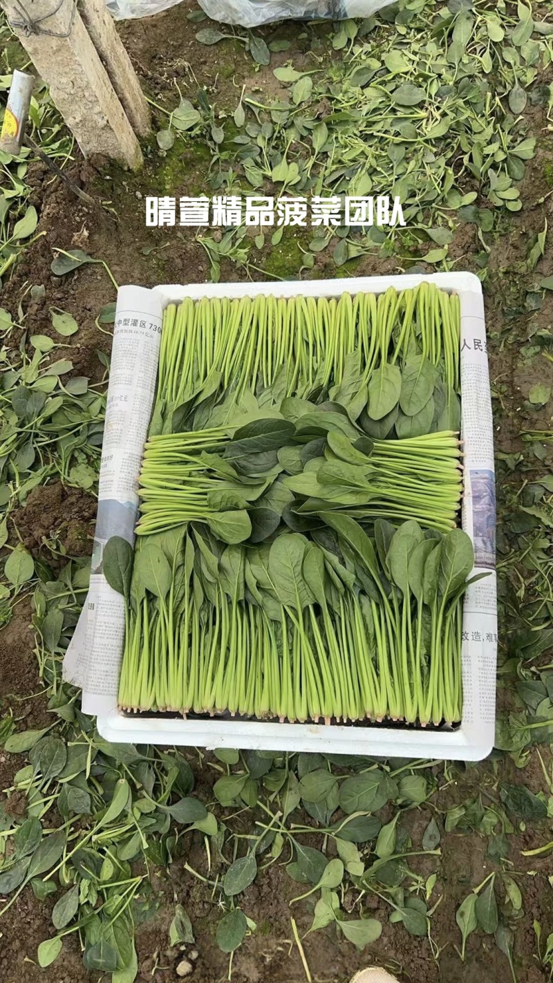 无公害菠菜万亩基地直供，质量保证，专业菠菜团队
