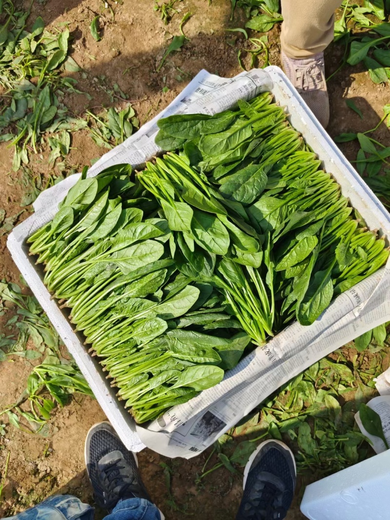 无公害菠菜万亩基地直供，质量保证，专业菠菜团队
