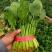 无公害菠菜万亩基地直供，质量保证，专业菠菜团队