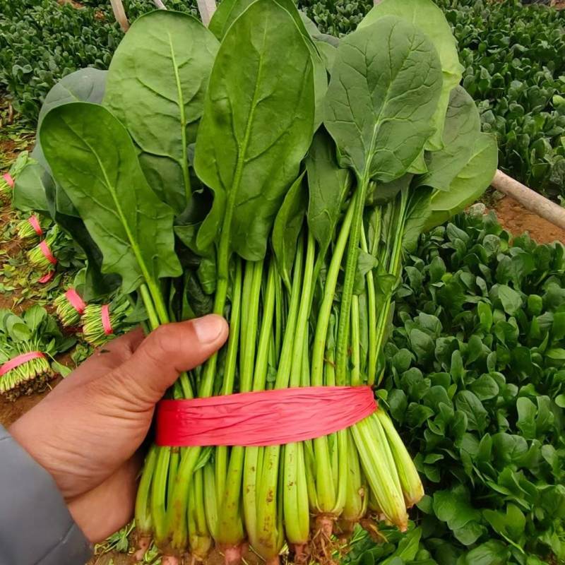 无公害菠菜万亩基地直供，质量保证，专业菠菜团队
