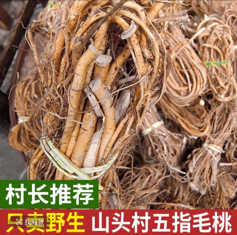 大山里的五指毛桃