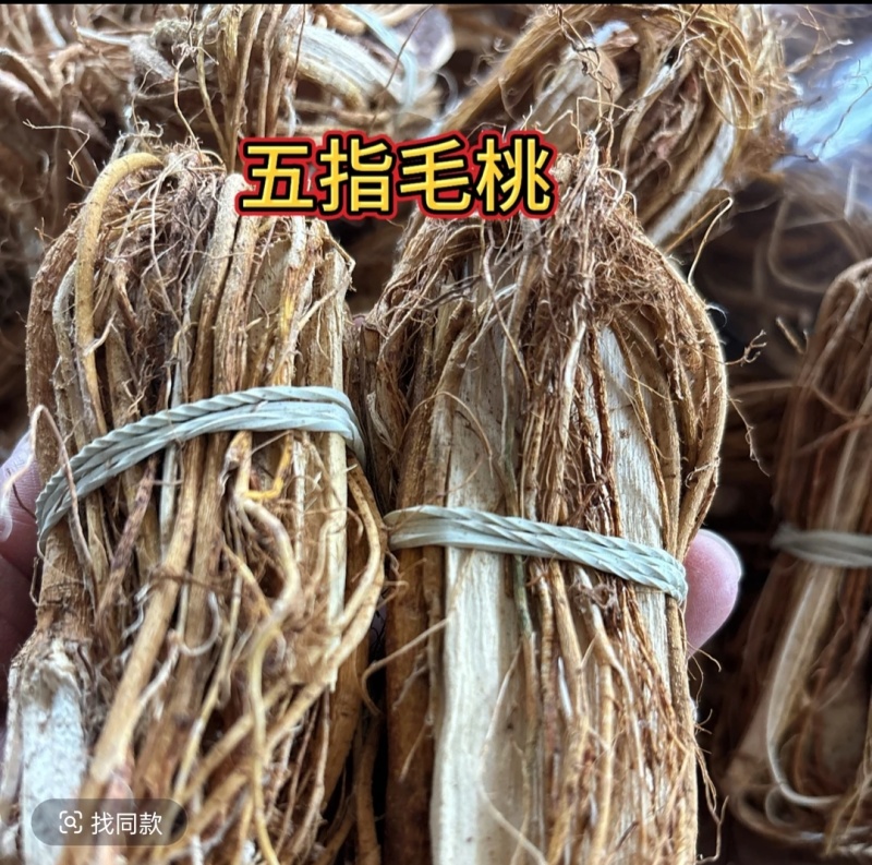 大山里的五指毛桃
