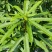 大山里的五指毛桃