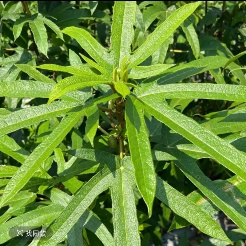 大山里的五指毛桃