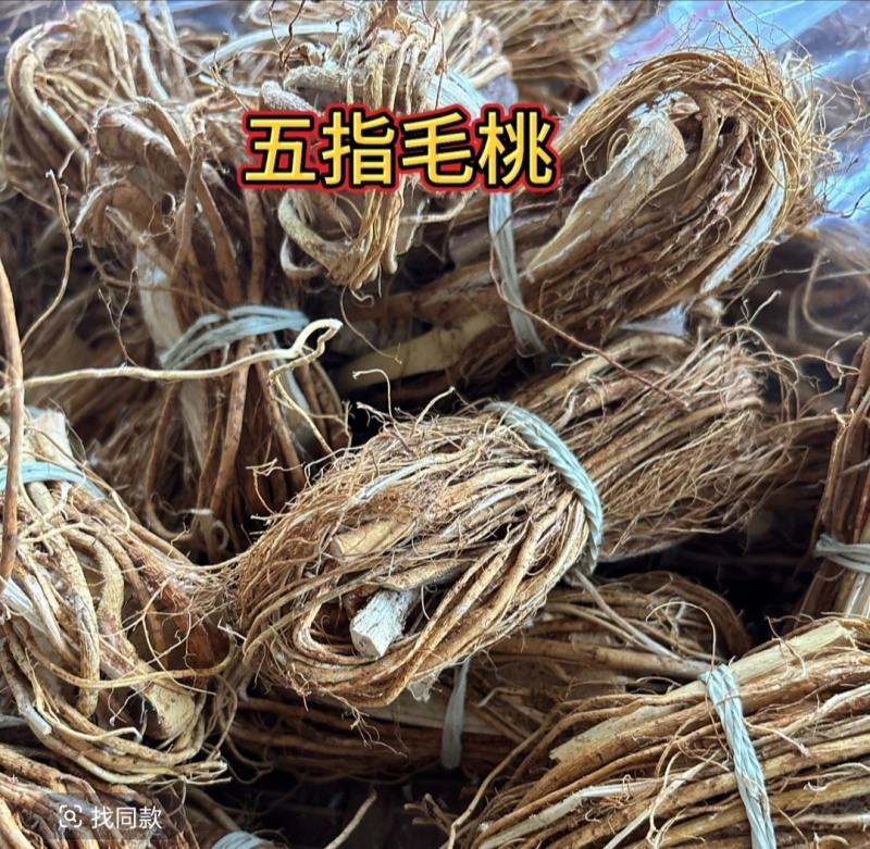 大山里的五指毛桃