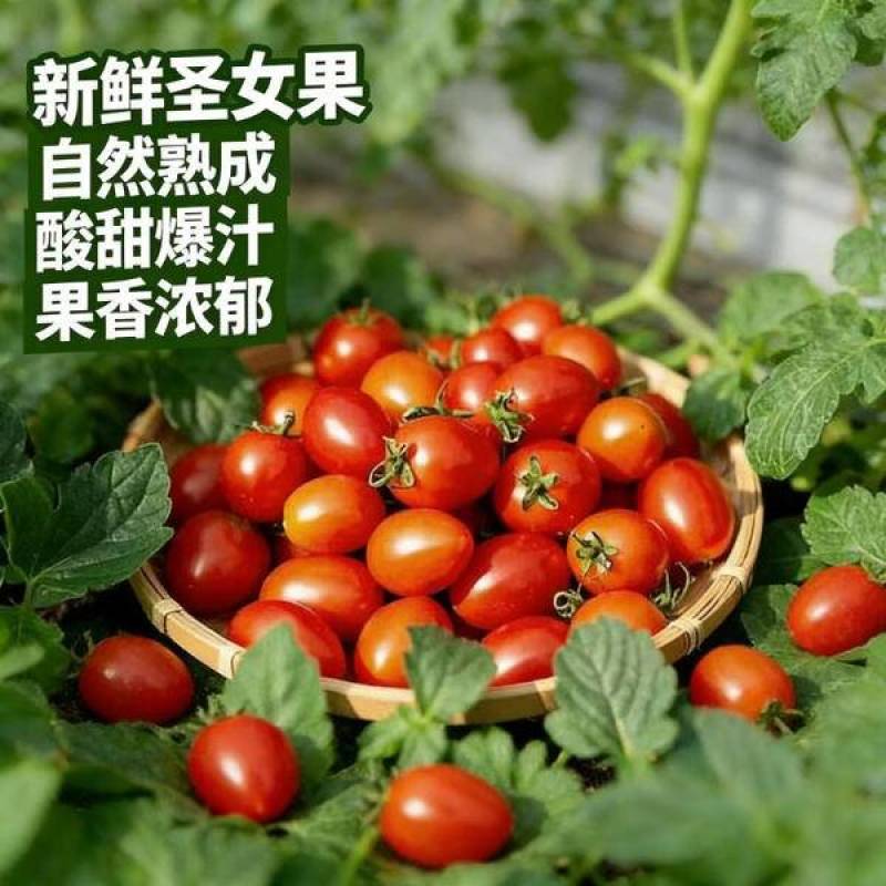 广西露台圣女果