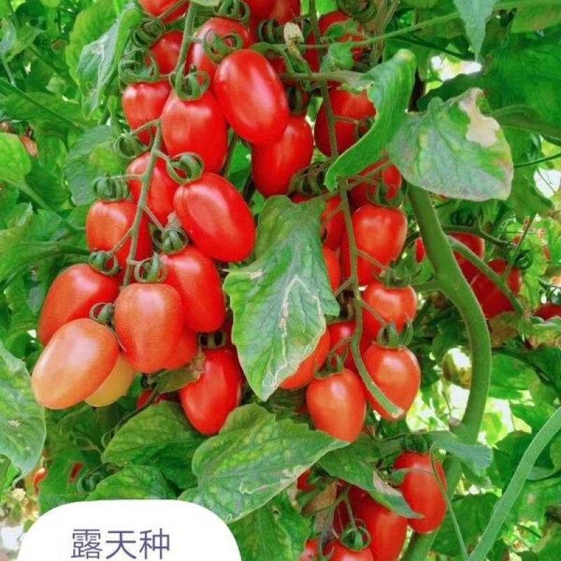 广西露台圣女果