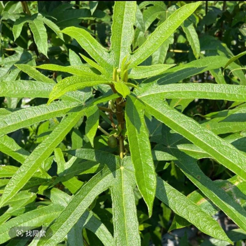 大山里的五指毛桃