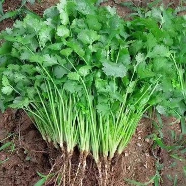小叶香菜大叶香菜产地大量有货支持视频看货，保质保量