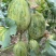 推荐山东甜瓜金冠甜瓜甜如蜜货源充足量大从优联系