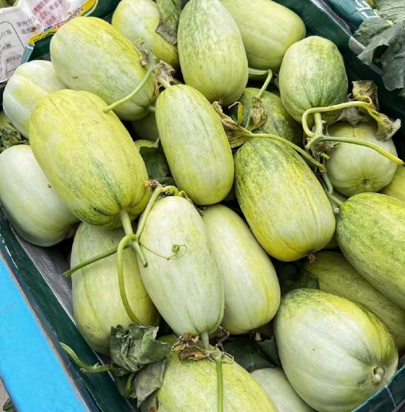 推荐山东甜瓜金冠甜瓜甜如蜜货源充足量大从优联系