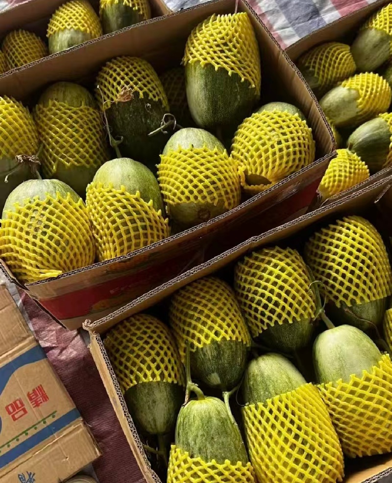 推荐山东甜瓜金冠甜瓜甜如蜜货源充足量大从优联系